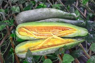 最近哪个网红吃瓜,揭秘娱乐圈惊天大瓜! 第3张 最近哪个网红吃瓜,揭秘娱乐圈惊天大瓜! 第3张